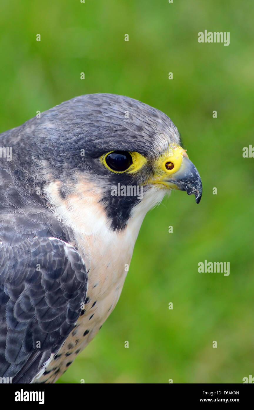 A peregrine Falcon  (Falco peregrinus),  close up side view of head Stock Photo