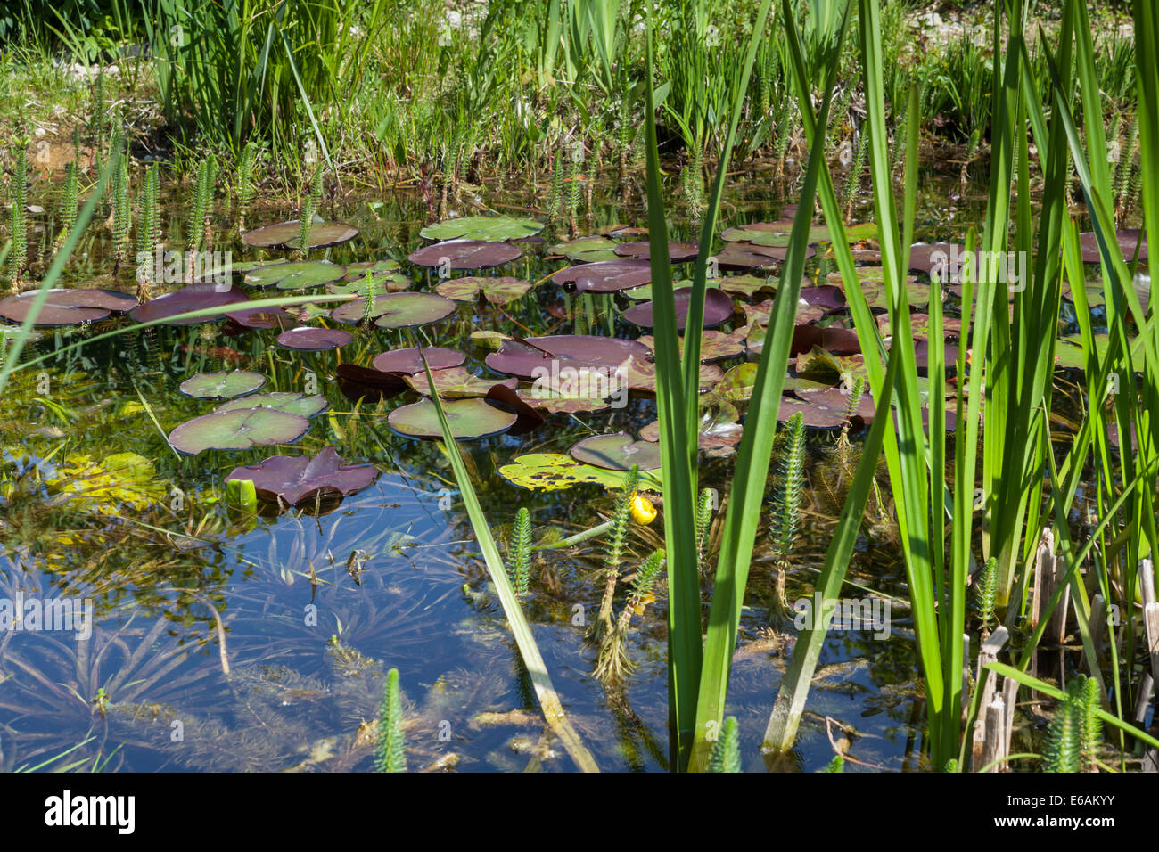 biotope,garden pond Stock Photo