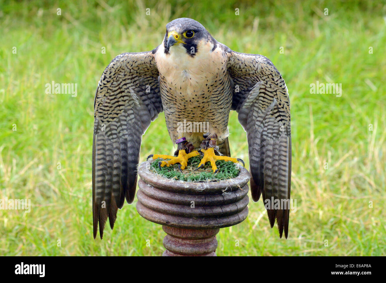 A peregrine Falcon  (Falco peregrinus),  mantling on it's perch Stock Photo
