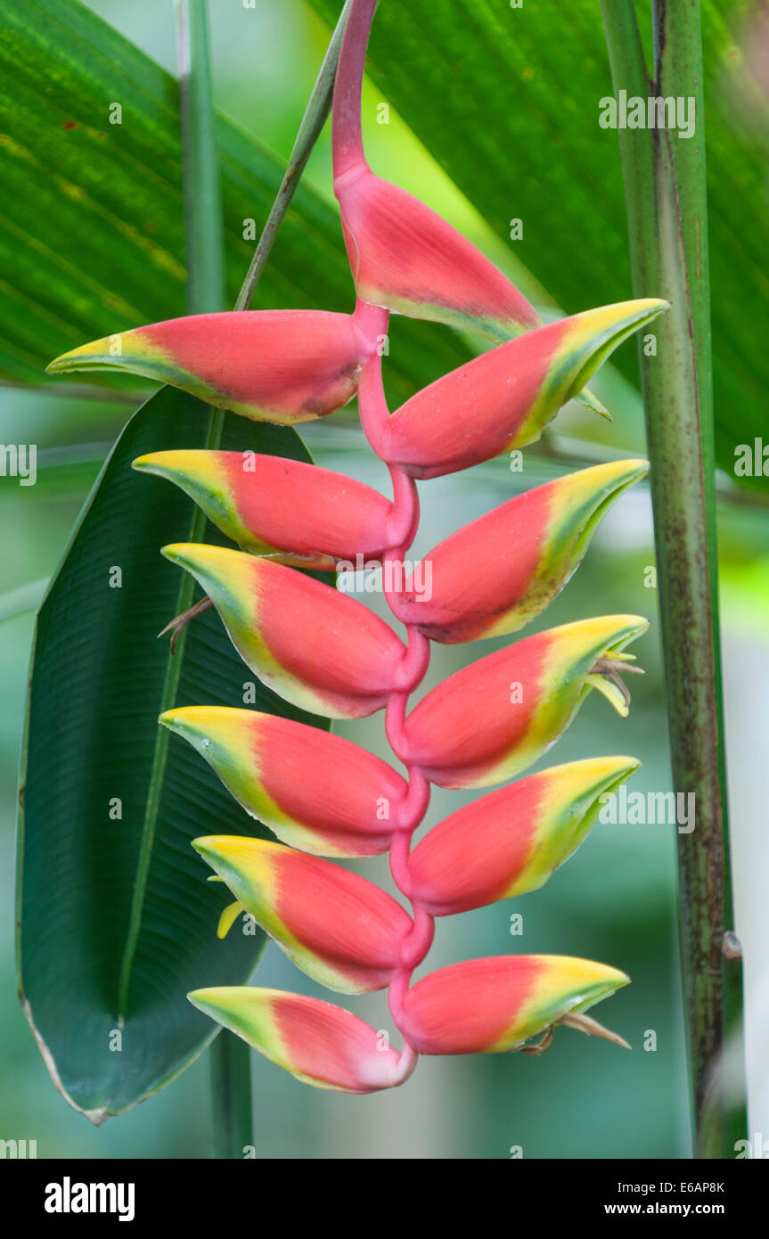 Lobster Claw: Heliconia rostrata Stock Photo