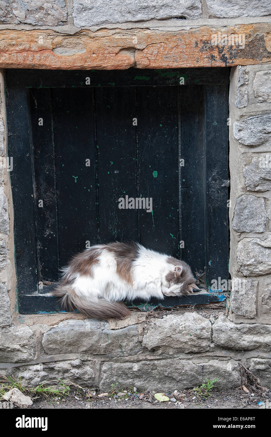 Sleeping cat in window. Castleton, Derbyshire Stock Photo