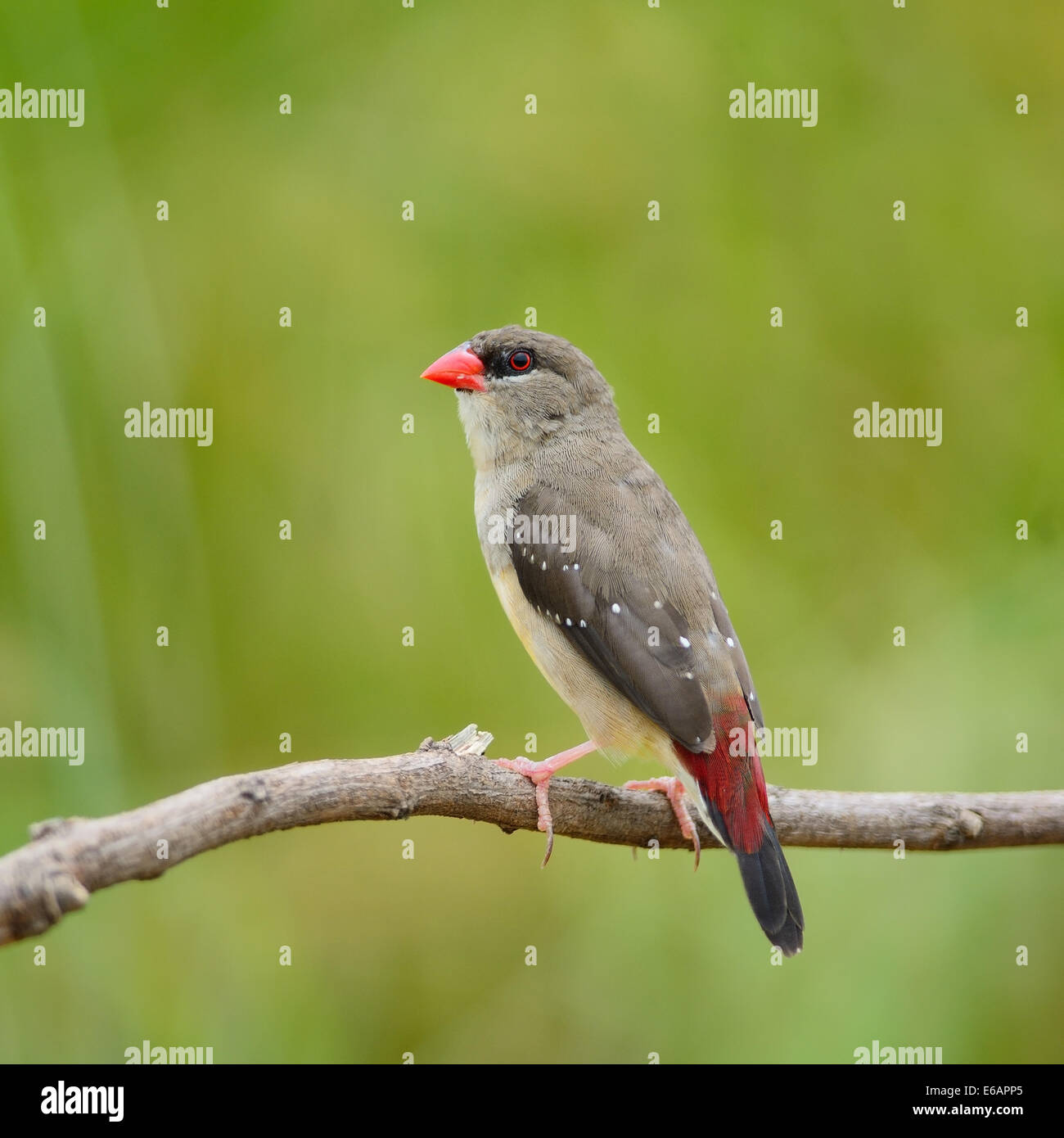 Beautiful red bird, mature female Red Avadavat (Amandava amandava) on the breeding plumage season, side and back profile Stock Photo