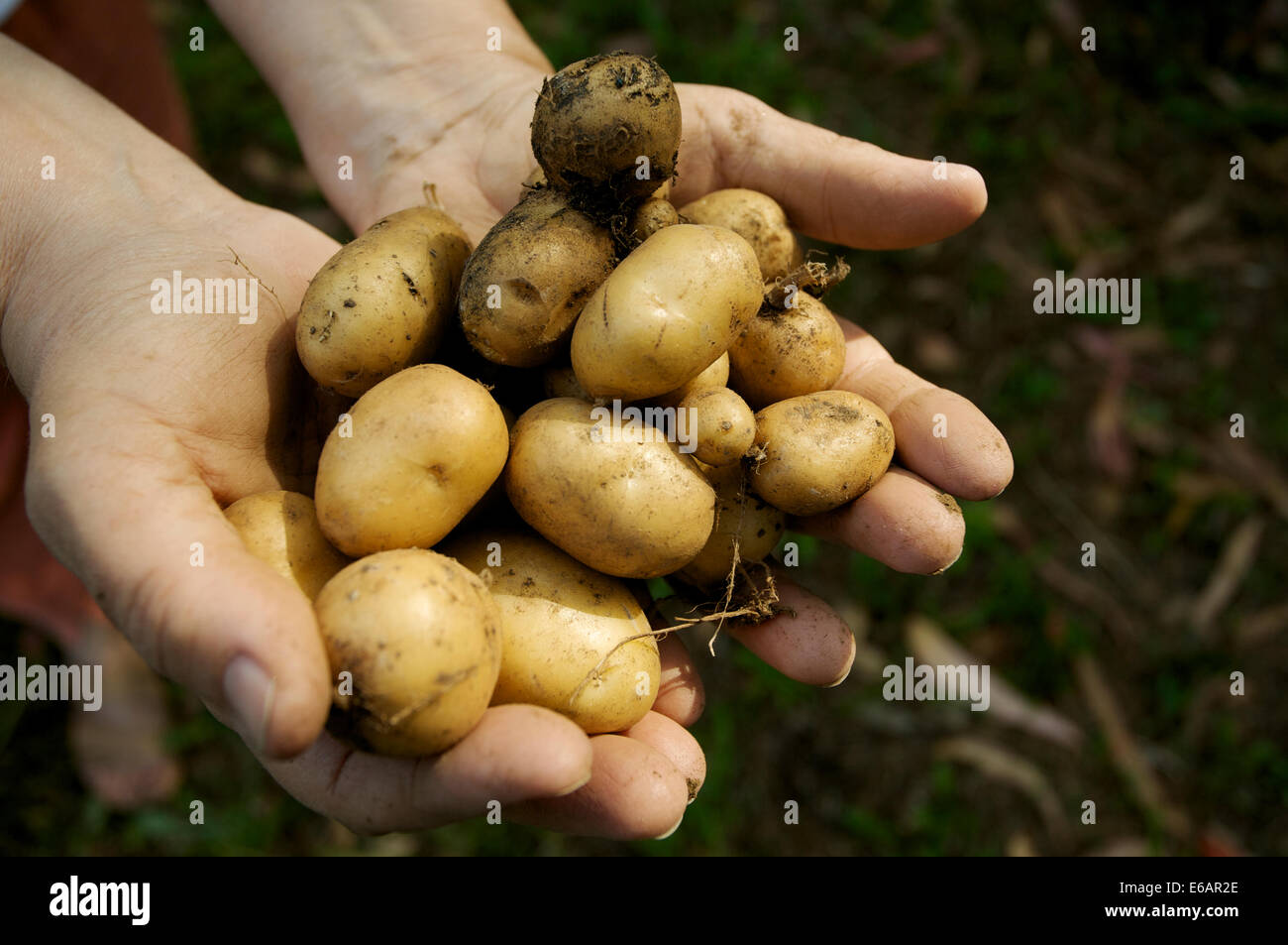 Kartoffel Ernte High Resolution Stock Photography and Images - Alamy