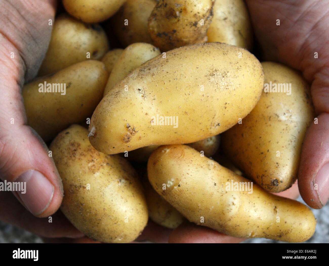 Kartoffel Ernte High Resolution Stock Photography and Images - Alamy