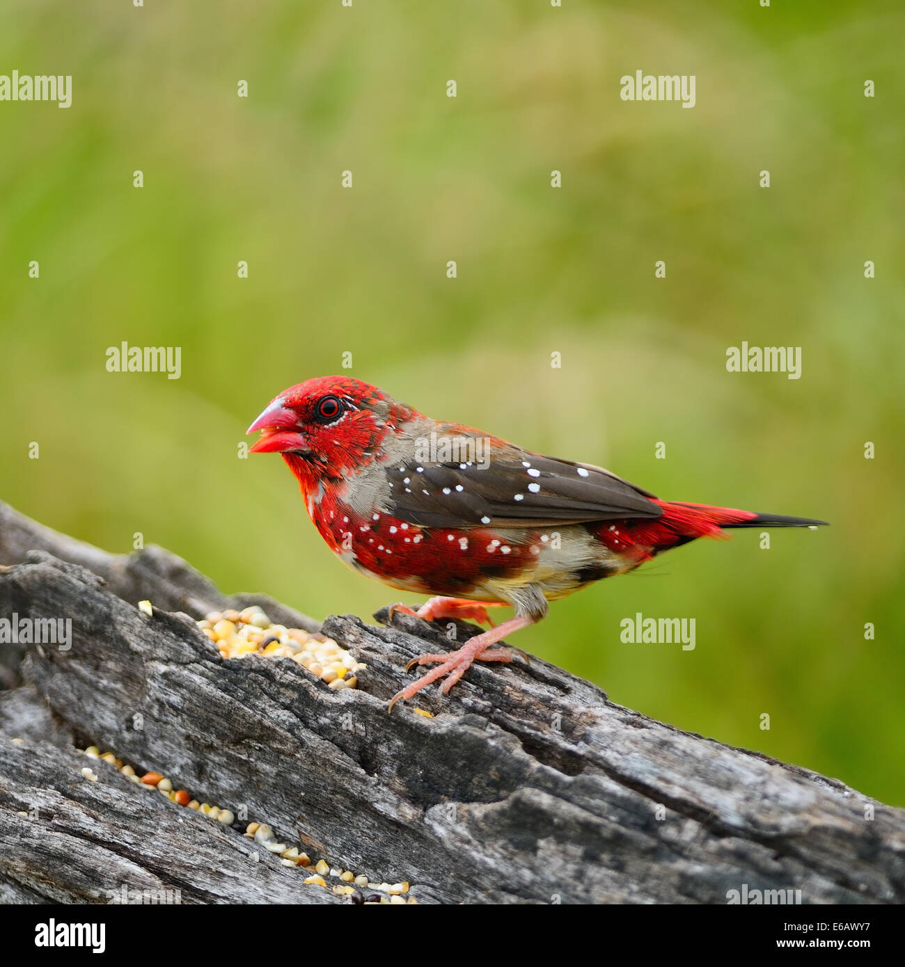 Beautiful red bird, juvenile male Red Avadavat (Amandava amandava) on the breeding plumage season, side profile Stock Photo