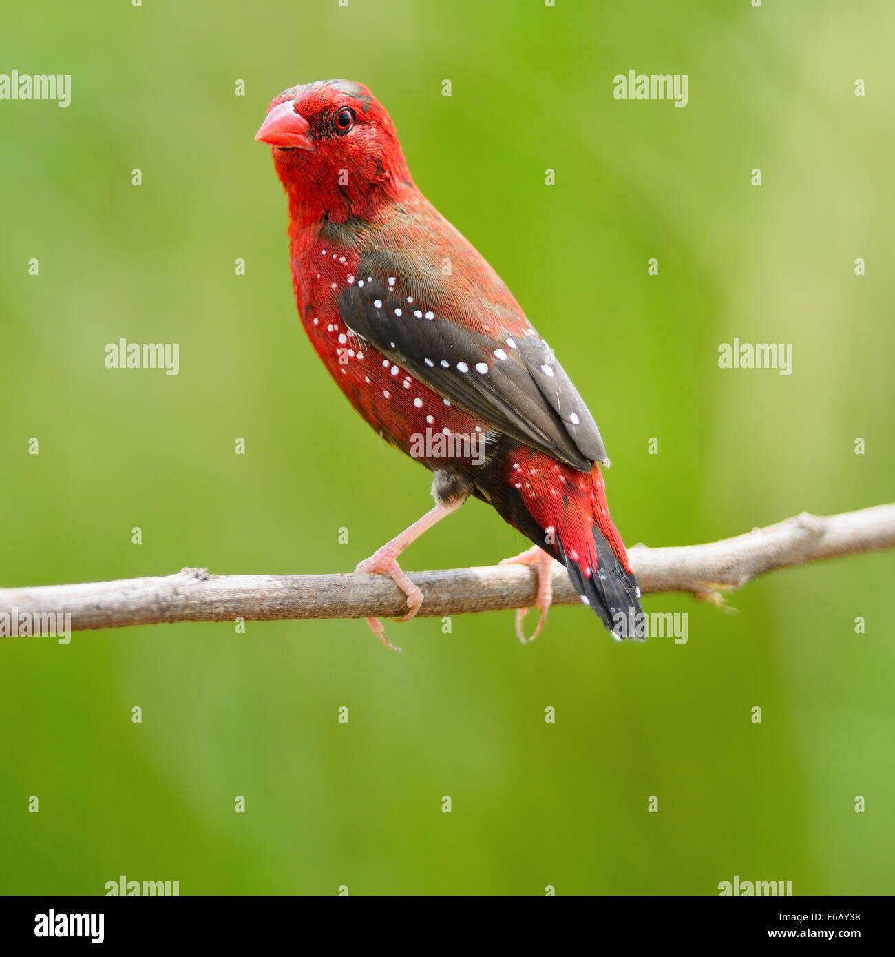 Beautiful red bird, mature male Red Avadavat (Amandava amandava) on the breeding plumage season, side and back profile Stock Photo