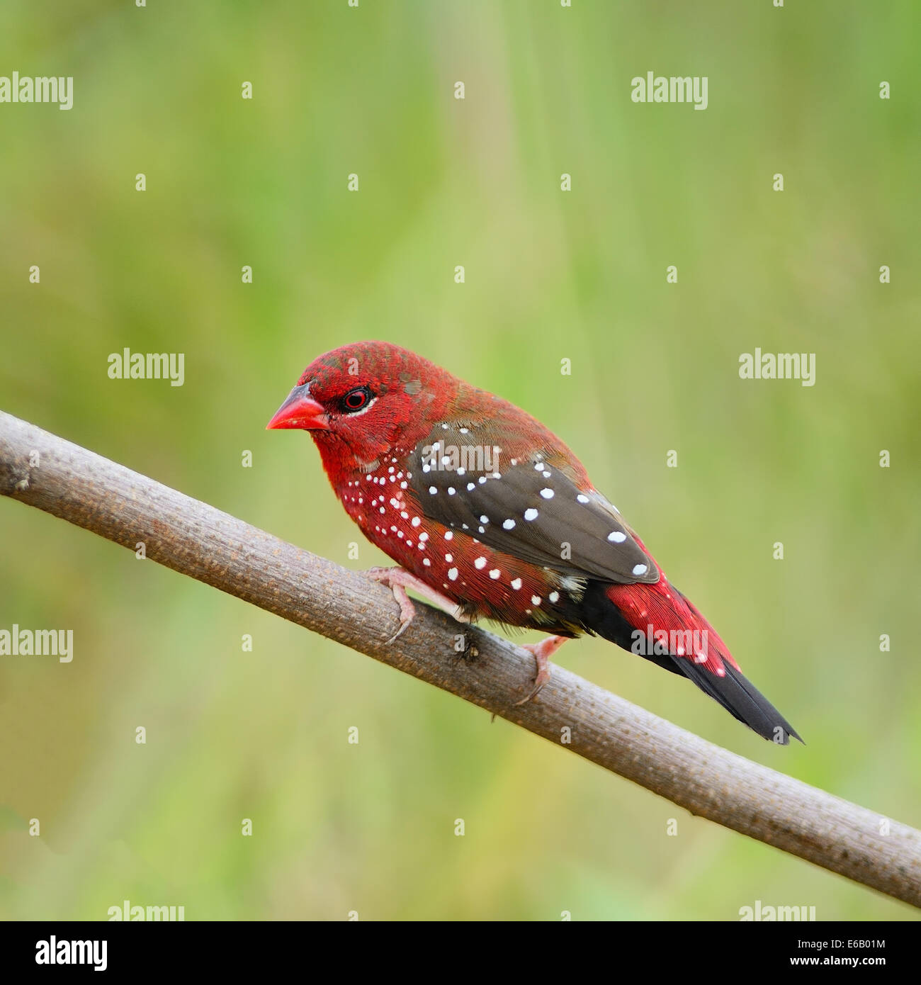Beautiful red bird, mature male Red Avadavat (Amandava amandava) on the breeding plumage season, side profile Stock Photo