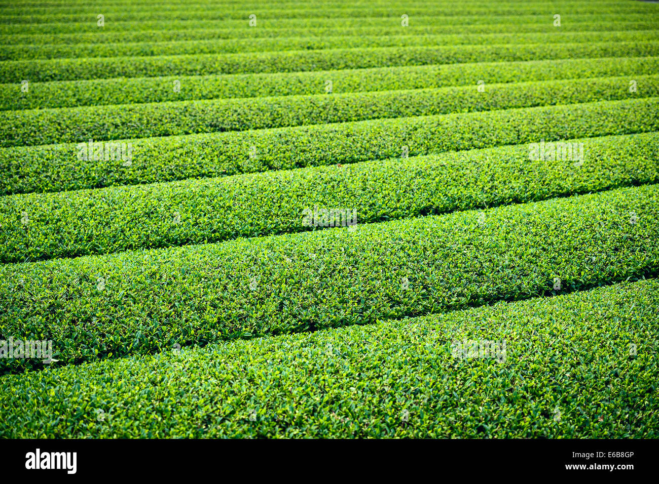 Tea Plantation in Yokkaichi, Japan. Stock Photo