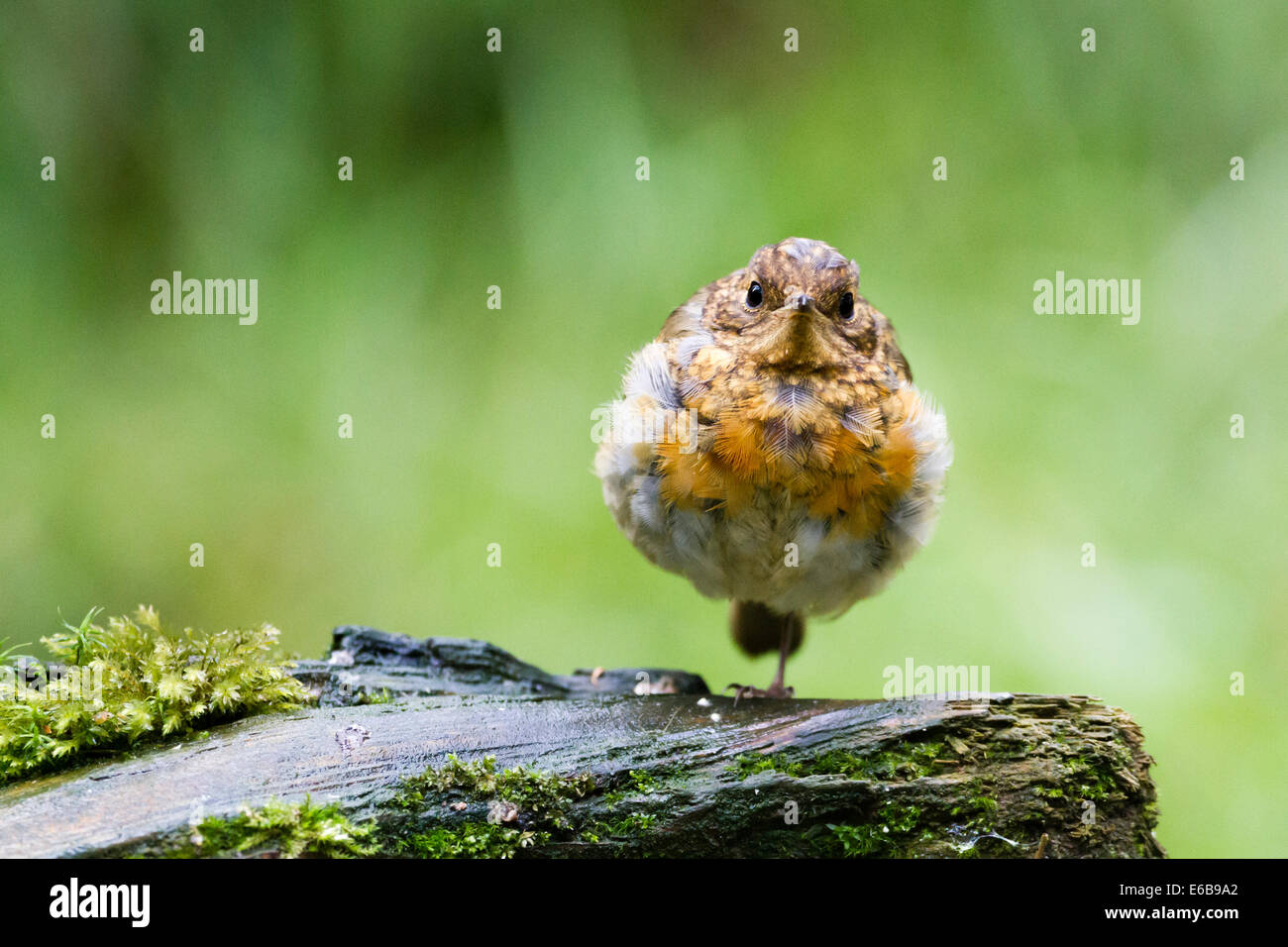 Juvenile Robin (Erithacus rubecula) in the rain, Scotland, UK Stock Photo