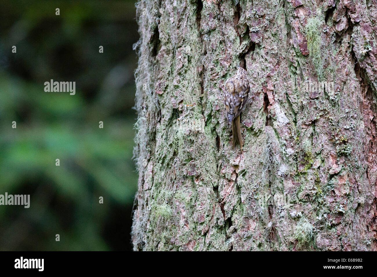 Treecreeper (Certhia familiaris) Scotland, UK Stock Photo