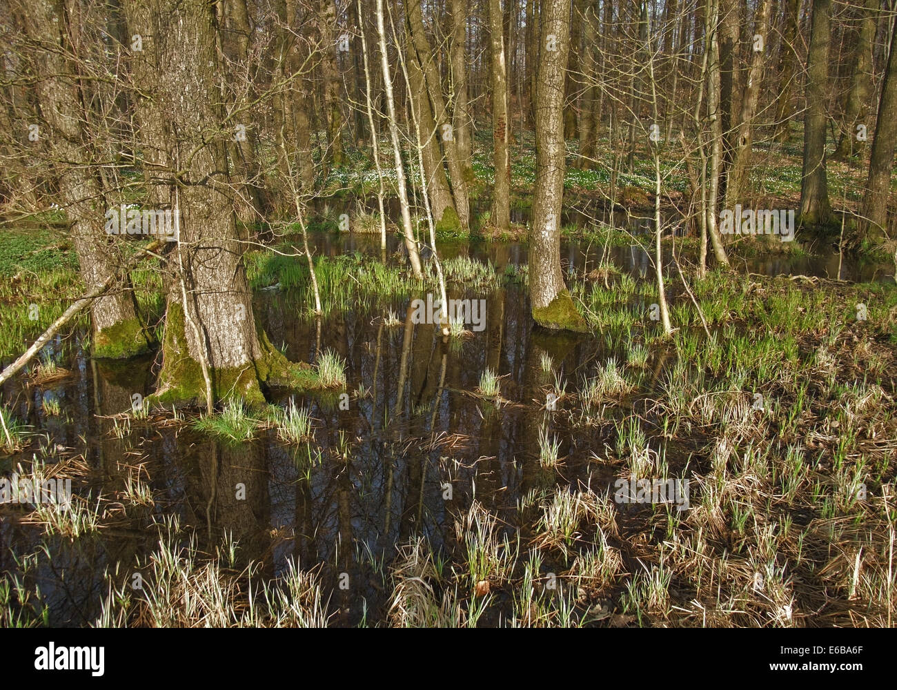 early spring scenery showing a small bog in Southern Germany Stock Photo