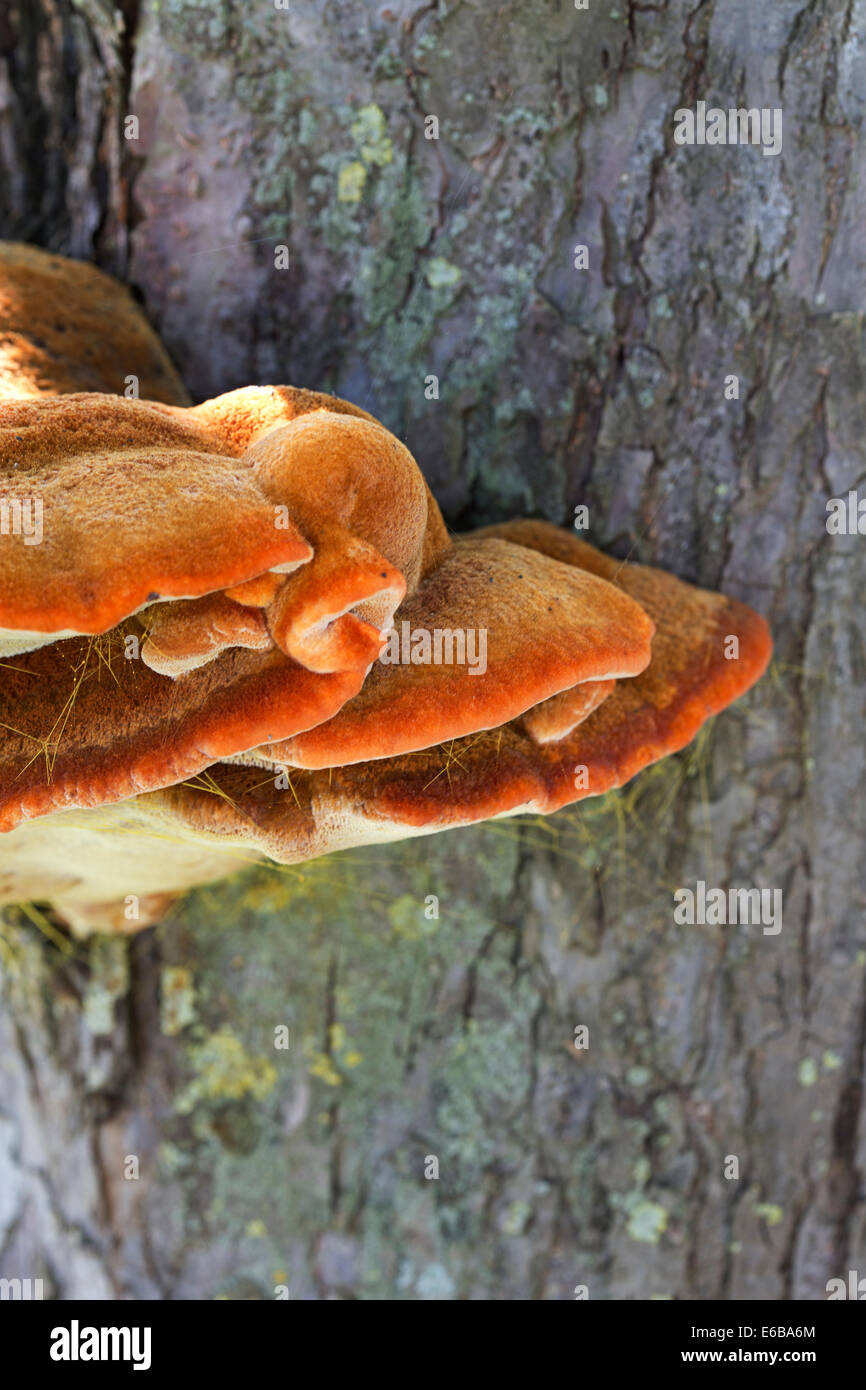 Fungus Shaggy Bracket (Inonotus hispidus) on appletree Stock Photo