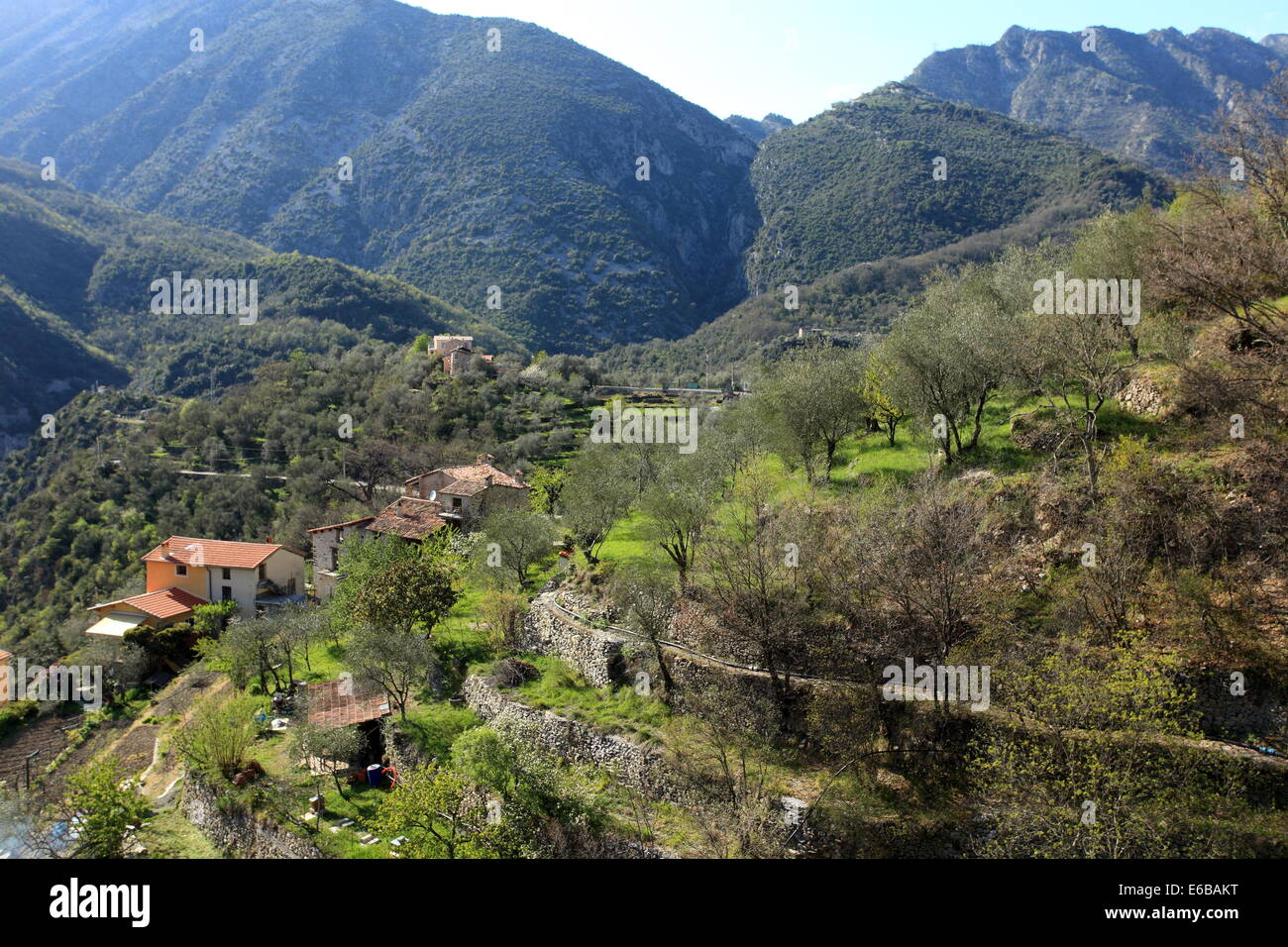 The Vesubie valley in the back country of the Alpes-Maritimes with the picturesque olive tree field. Stock Photo