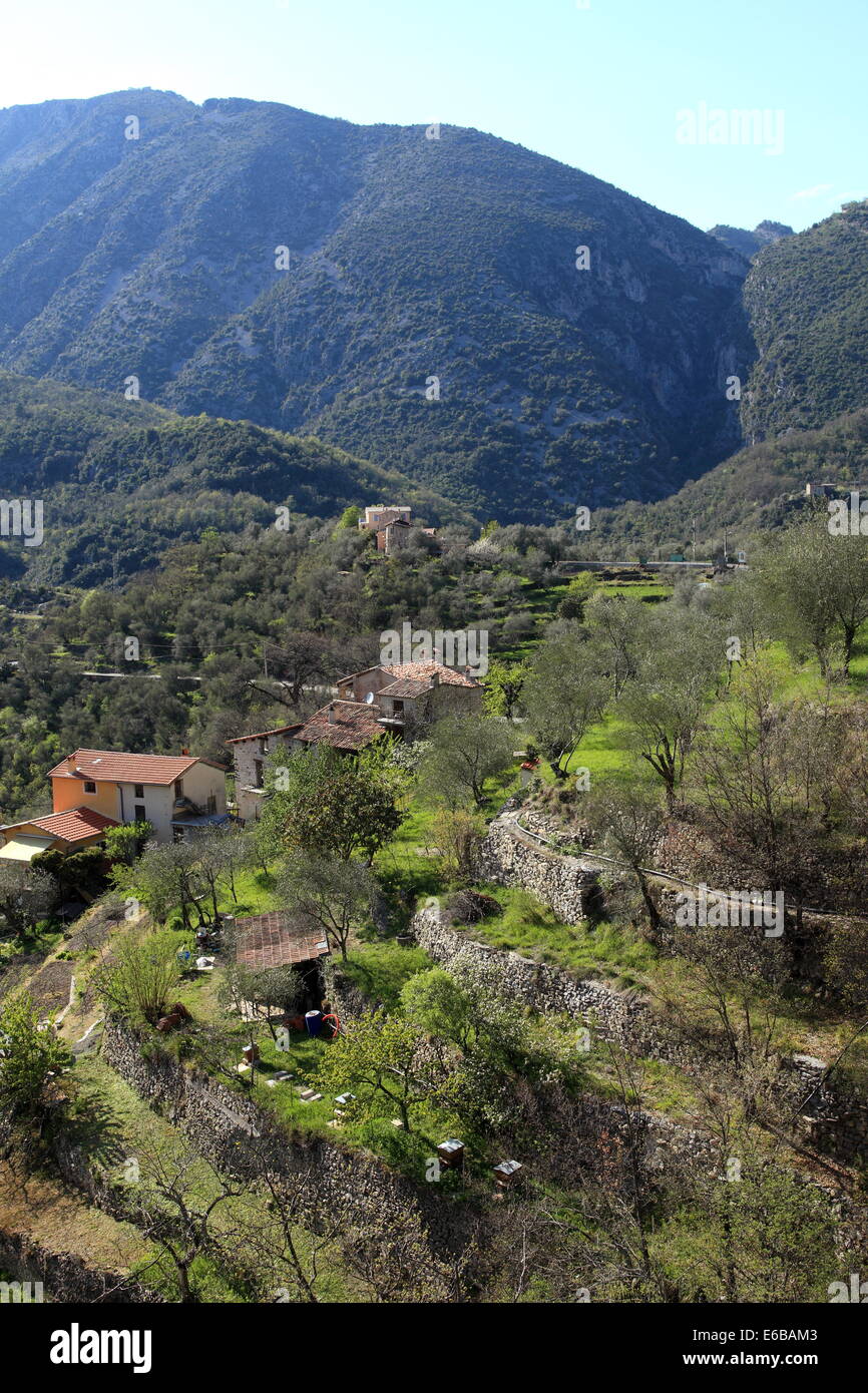 The Vesubie valley in the back country of the Alpes-Maritimes with the picturesque olive tree field. Stock Photo