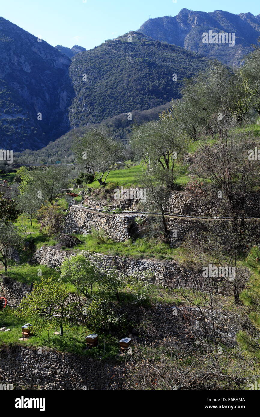 The Vesubie valley in the back country of the Alpes-Maritimes with the picturesque olive tree field. Stock Photo