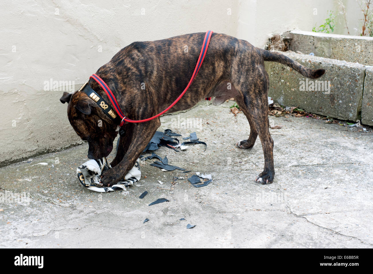 male staffordshire bull terrier dog uses his powerful jaws to destroy a football Stock Photo