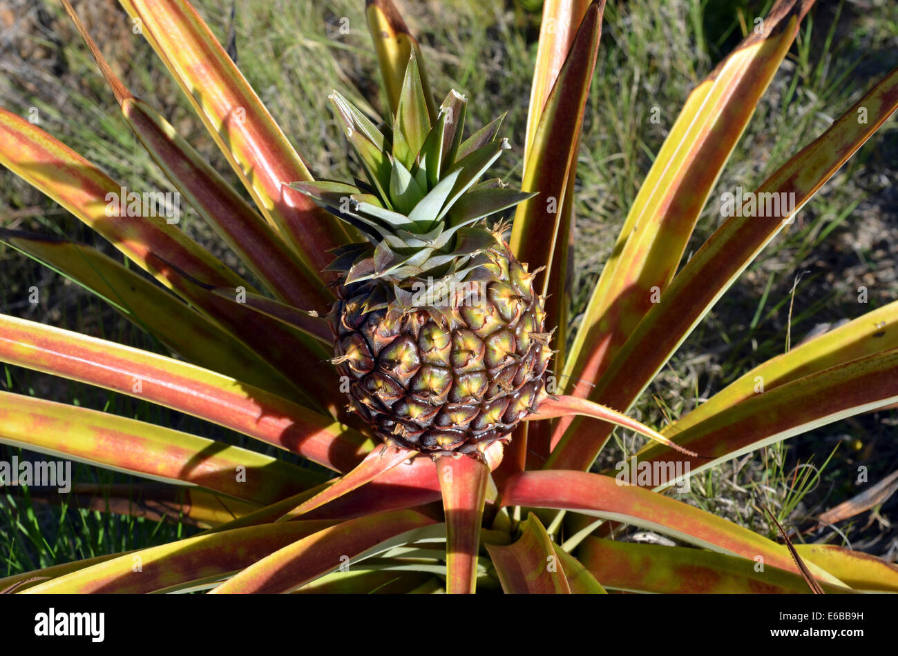 Madagascar, Antananarivo, close-up on pineapple plant. Stock Photo
