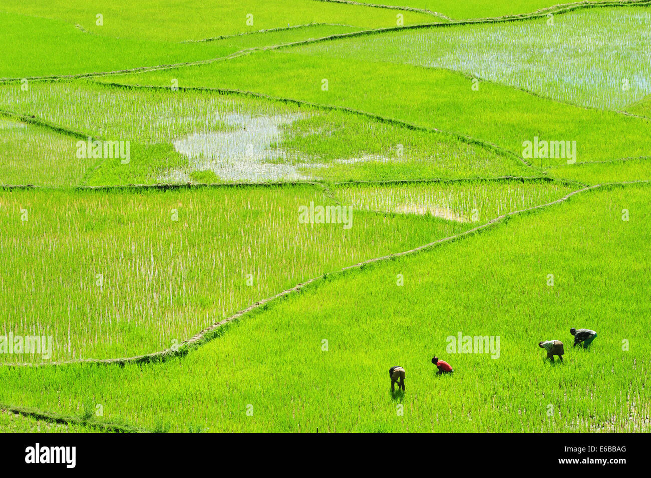 Madagascar, Inland, people working in green rice fields. Stock Photo