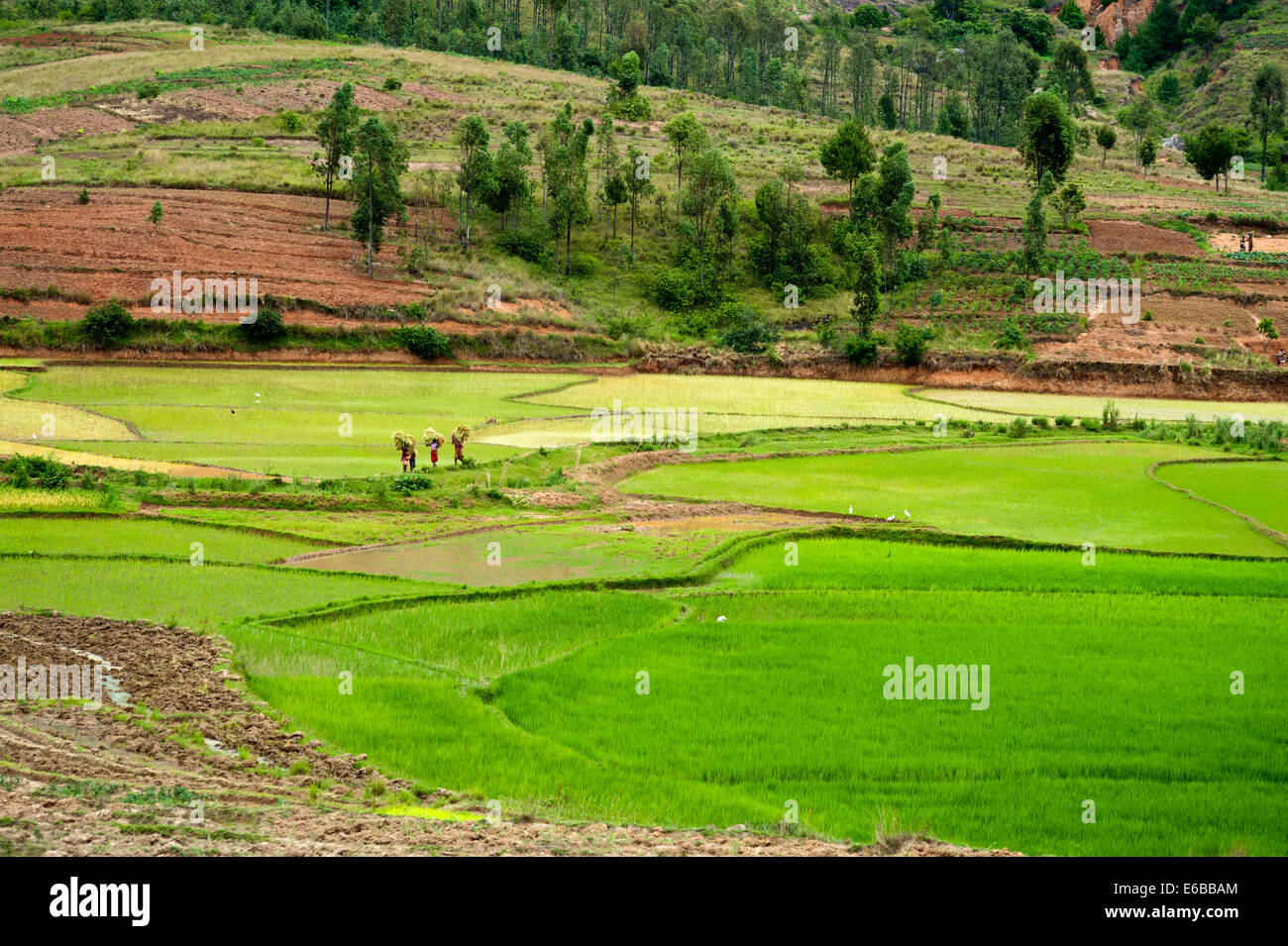 Madagascar, Inland, people working in green rice fields. Stock Photo