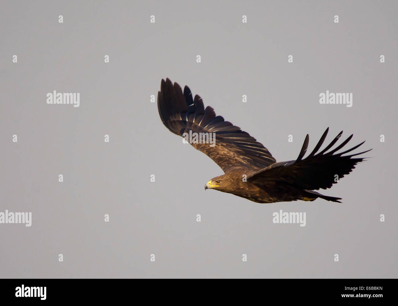Greater Spotted Eagle in flight Stock Photo