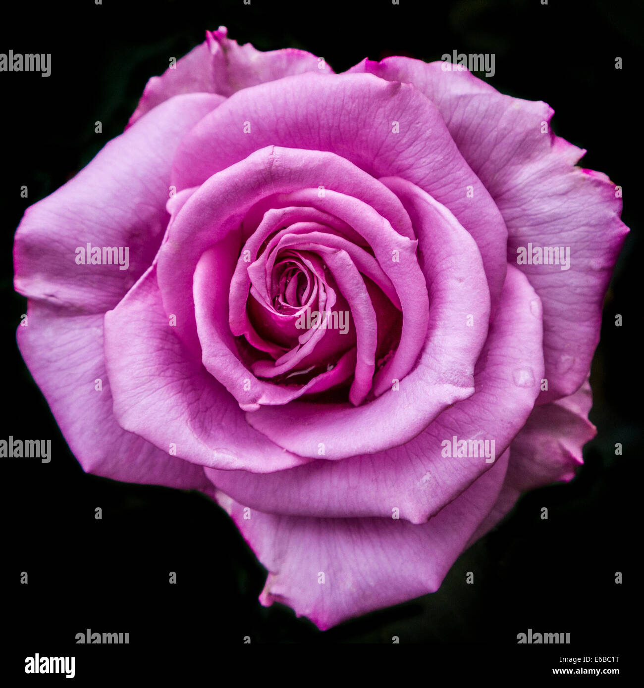 USA, Maryland, Montgomery County. Silver Star grandiflora rose at