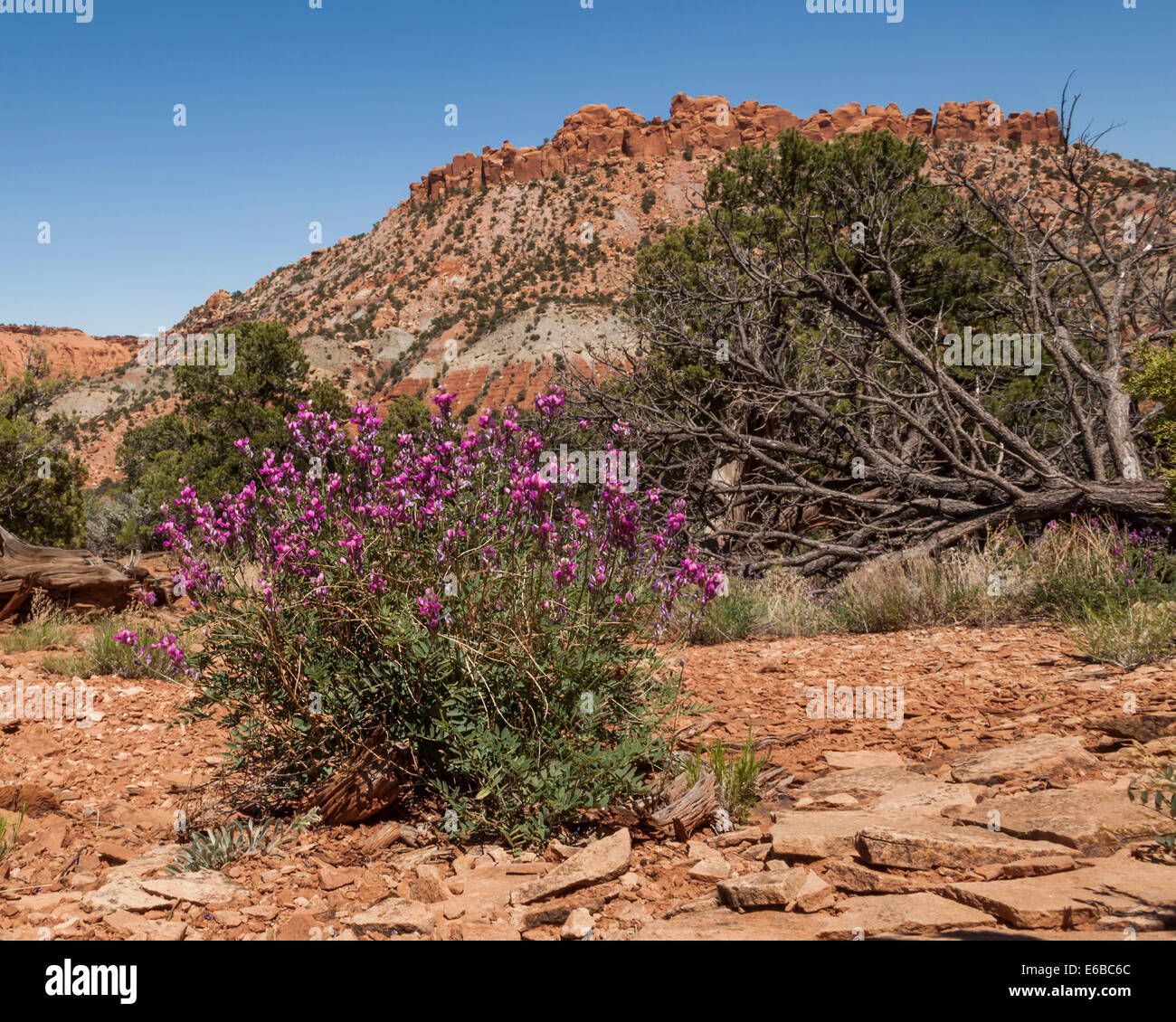USA, Utah, Torrey, Capitol Reef National Park. Utah sweetvetch and sandstone rock formations along the South Draw Road. Stock Photo