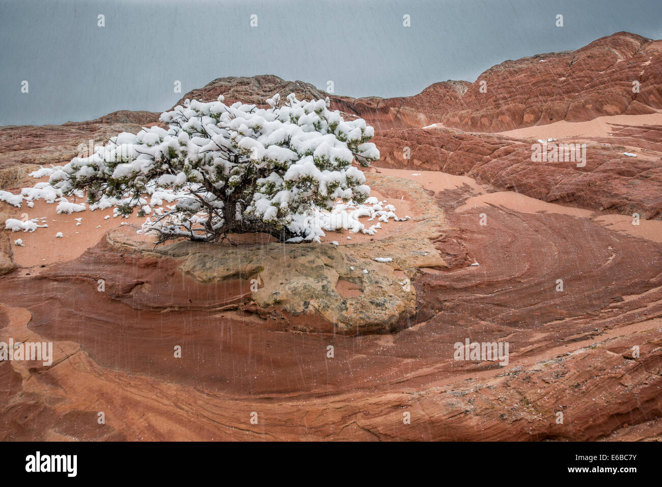 April snow storm and Pinyon pine, White Pocket, Vermillion Cliffs National Monument, Paria Plateau, Arizona, USA Stock Photo