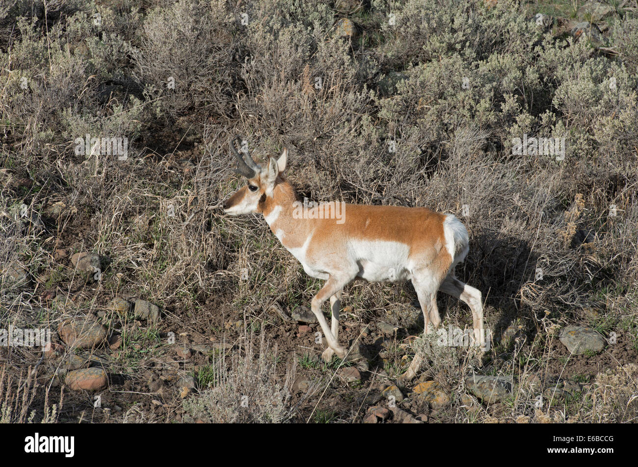 USA, Wyoming, Male Pronghorn Antelope, Yellowstone National Park Stock