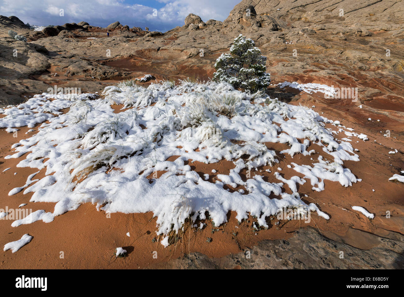 Snow-filled pocket with grasses and pinyon pine, White Pocket ...