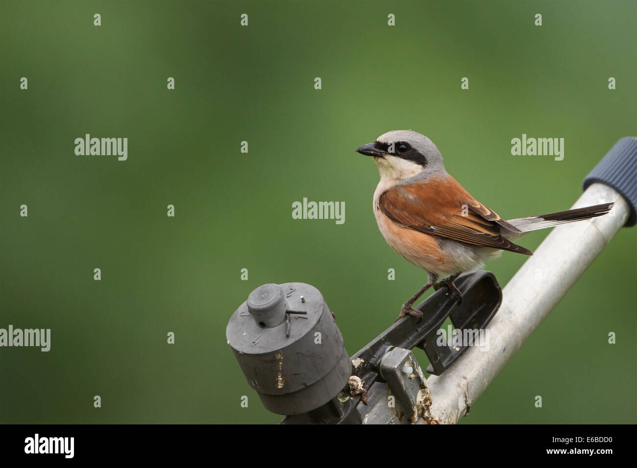 Red Backed Shrike perched on a sprinkler in the Italian Alps Stock Photo