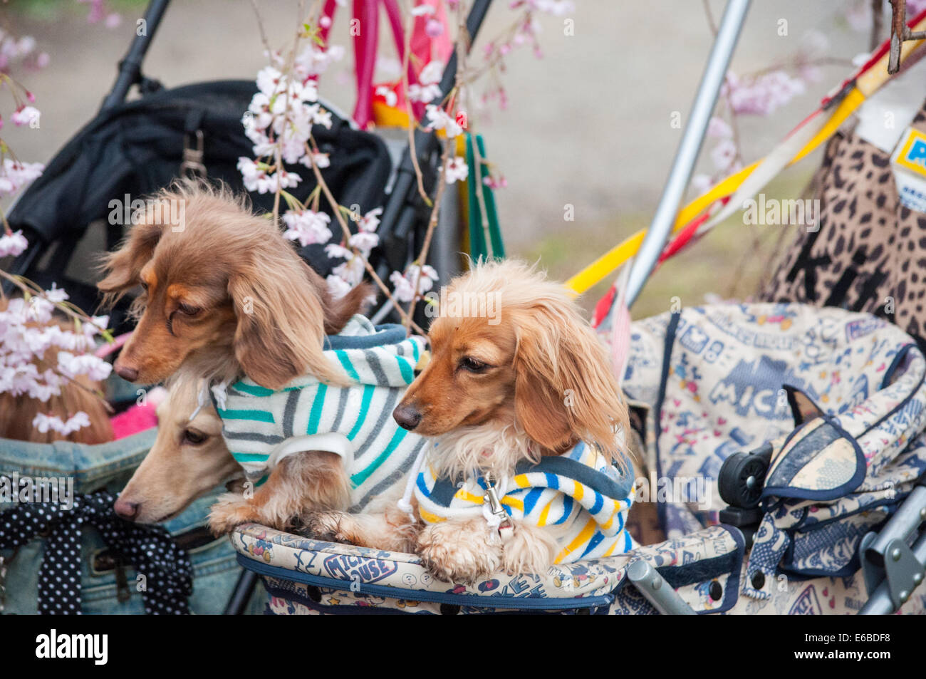 Dogs with clothes Stock Photo