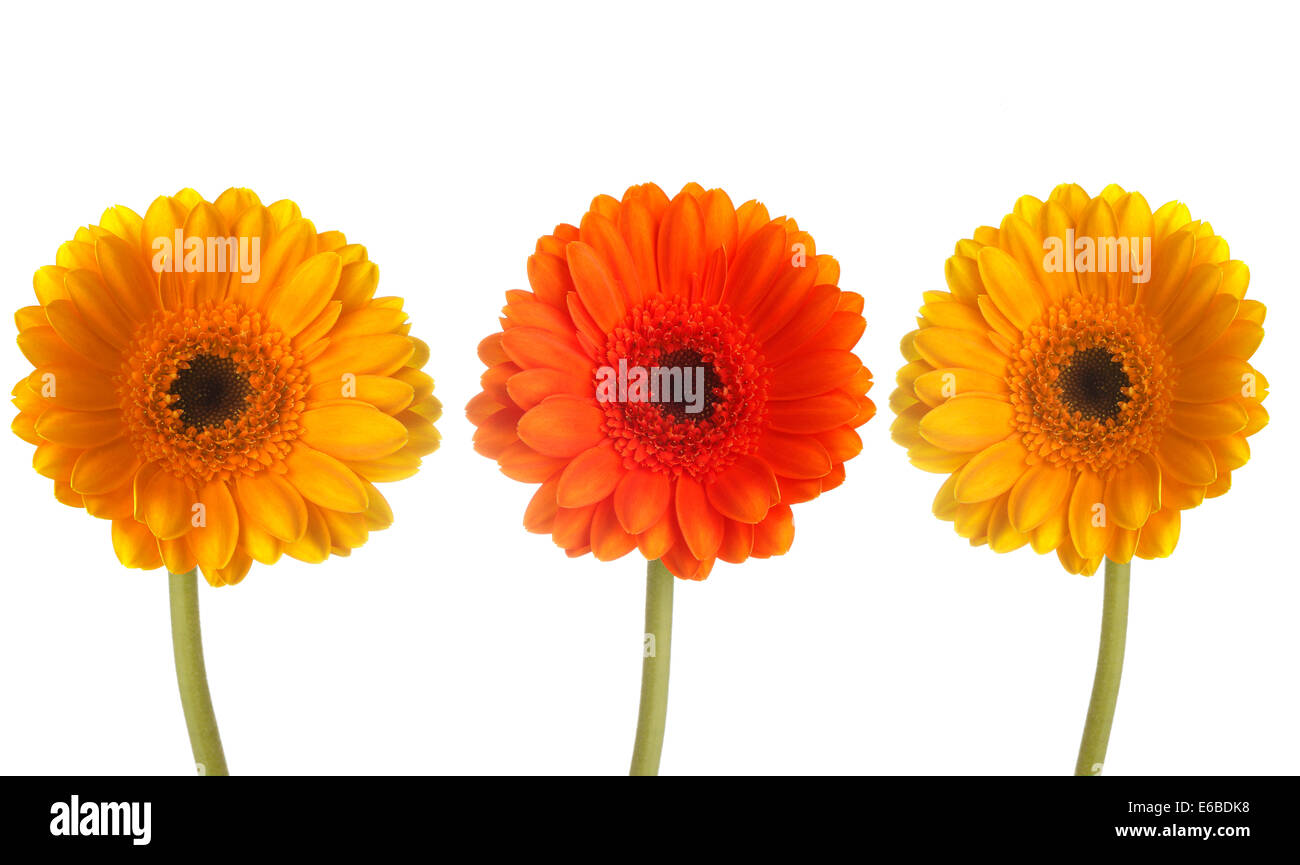 Three colorful gerberas in a row in front of white background Stock Photo