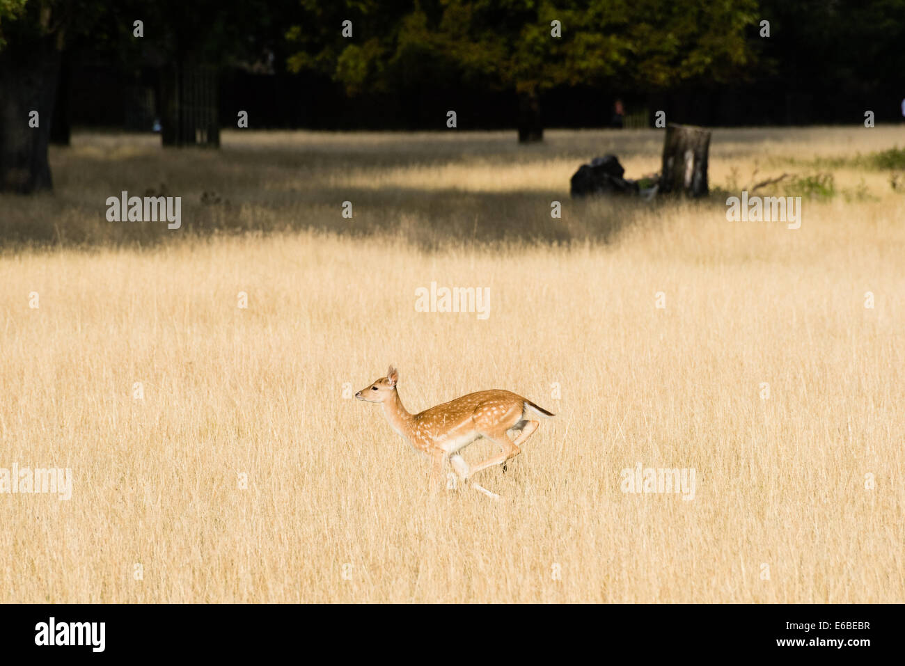 Bushy Park, London, UK. 19th Aug, 2014. Fallow deer running through long grass in Bushy Park. Credit:  Dave Stevenson/Alamy Live News Stock Photo