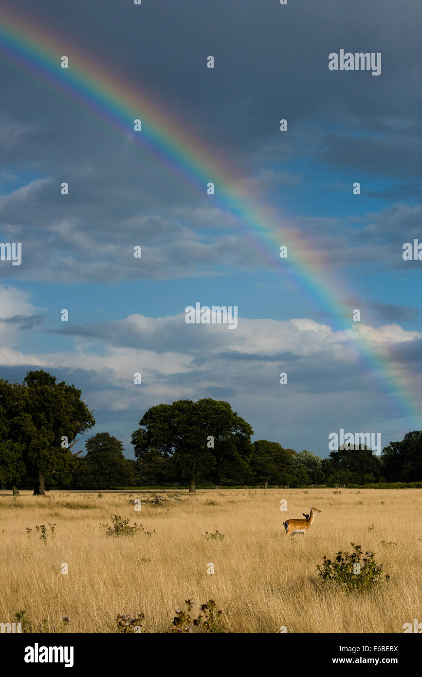 Bushy Park, London, UK. 19th Aug, 2014. Fallow deer in Bushy Park under a rainbow in late afternoon light. Credit:  Dave Stevenson/Alamy Live News Stock Photo