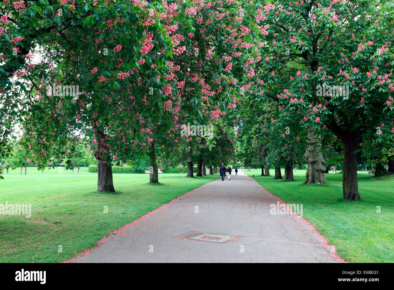 Großbritannien Great Britain London Regent´s Park Stock Photo
