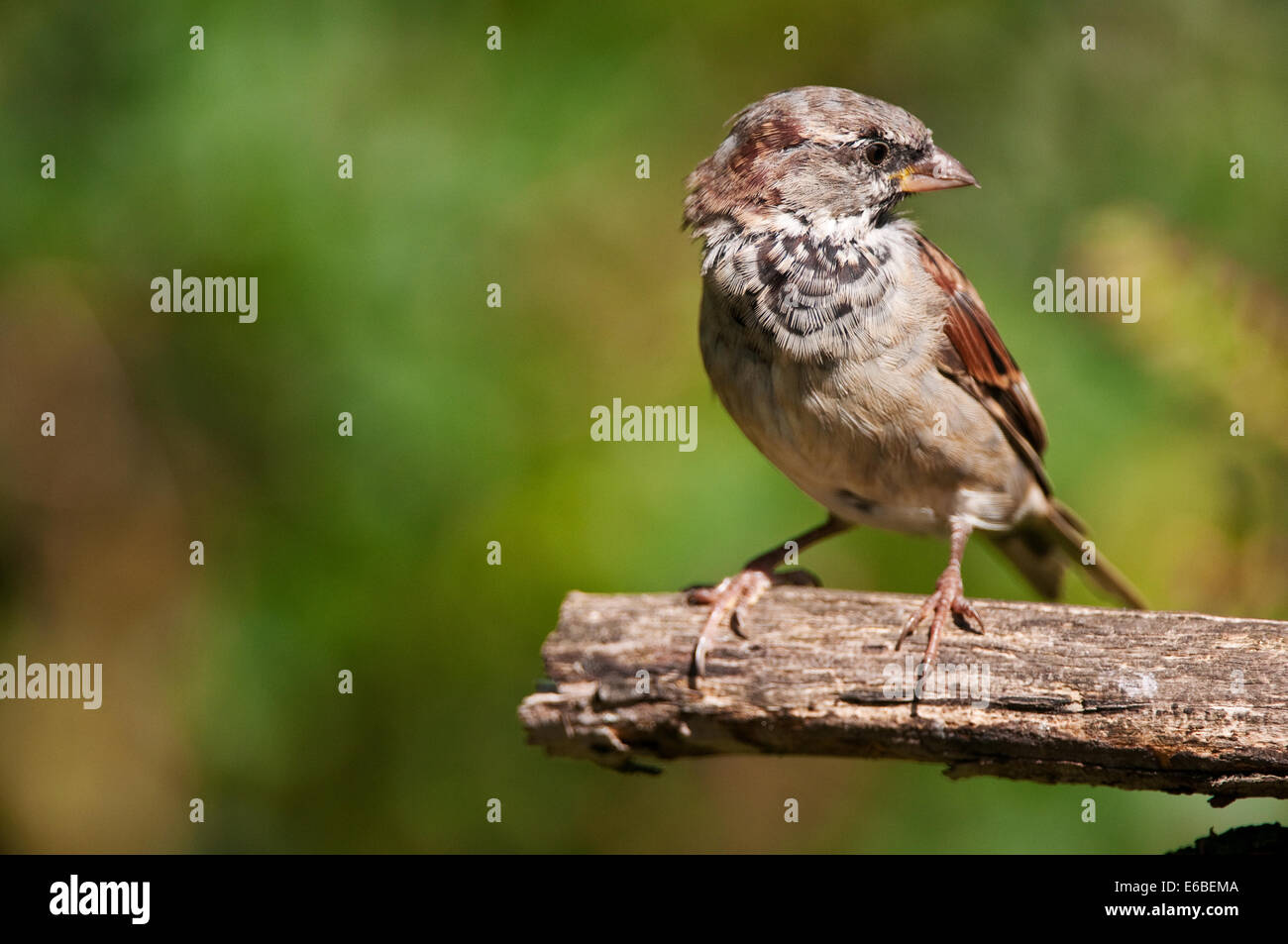 House Sparrow sitting on a branch. Stock Photo