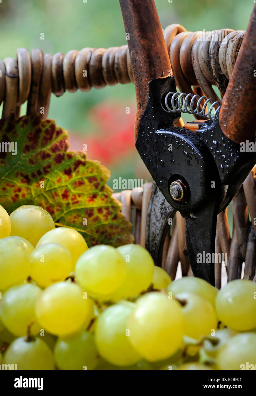 Wine harvest concept with white grapes and vineyard leaf in traditional French grape picker's wicker basket and Secateurs Stock Photo