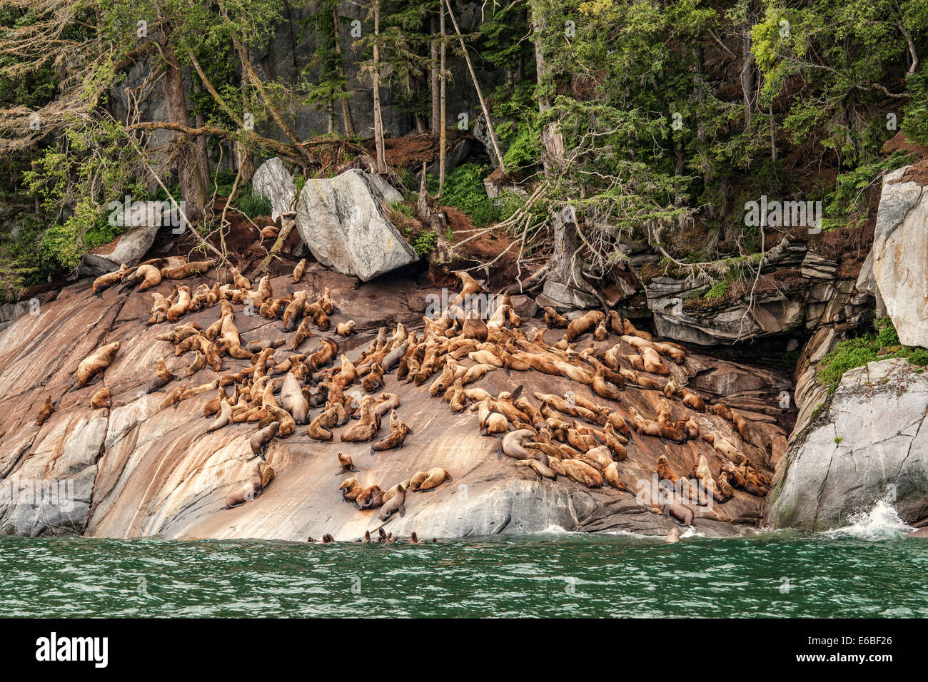 Steller Sea Lion haulout on rocks in the Lynn Canal in Southeast Alaska. Stock Photo