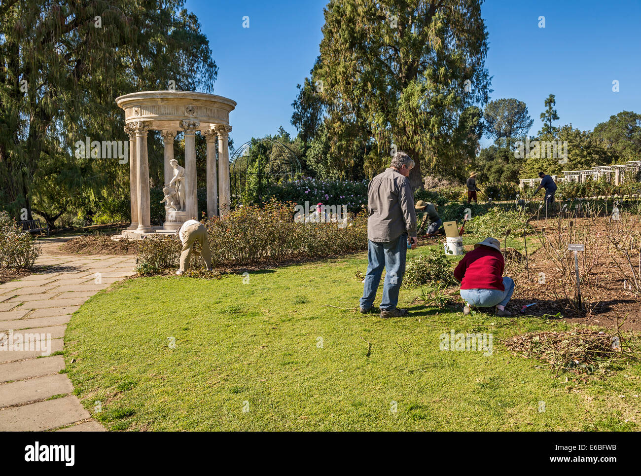 Gardeners working in the rose garden of the Huntington Library and Botanical Gardens. Stock Photo