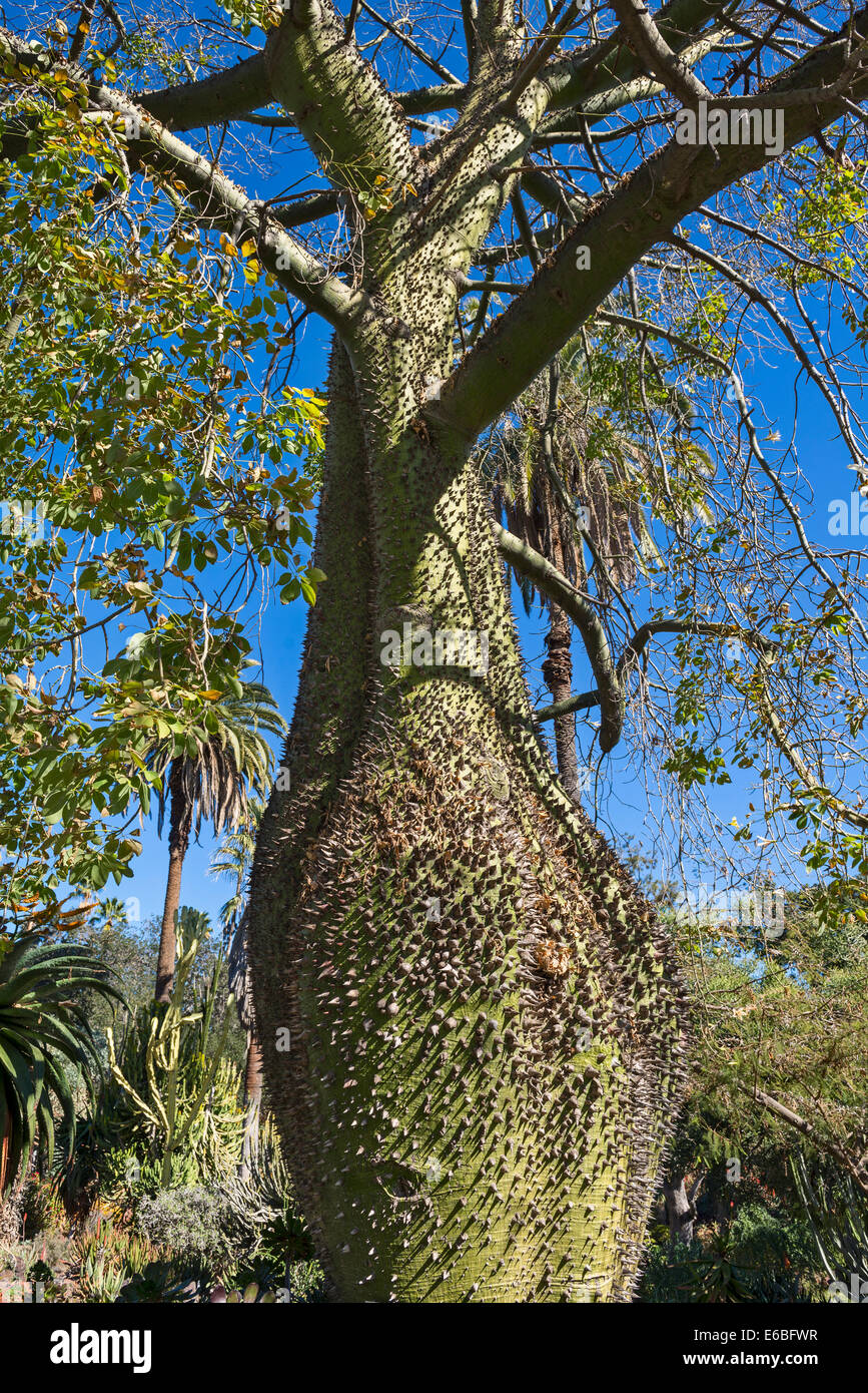 The large and spiked Chorisia insignis tree. Stock Photo
