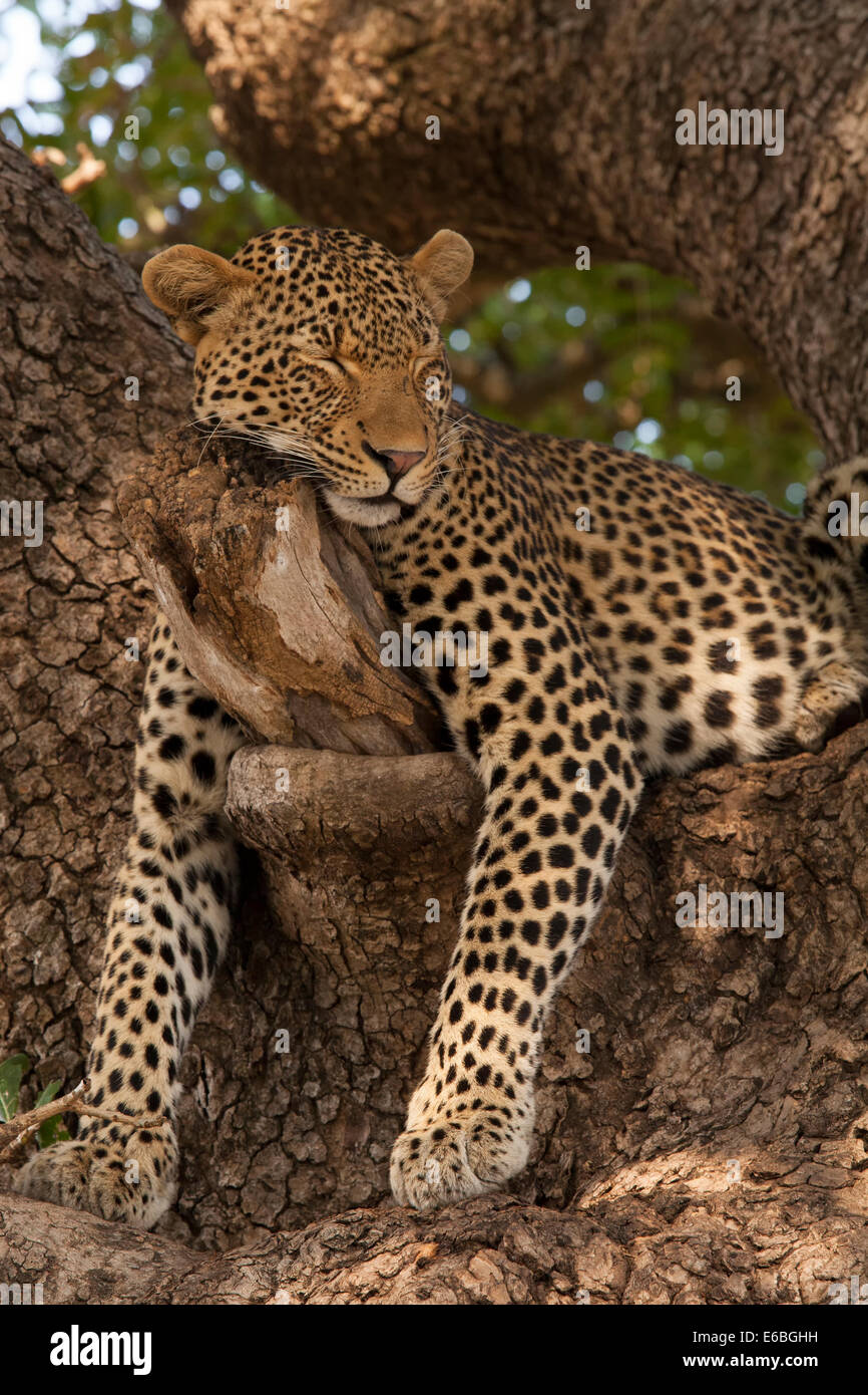 A male leopard asleep in a tree inside the Kruger National Park, South ...