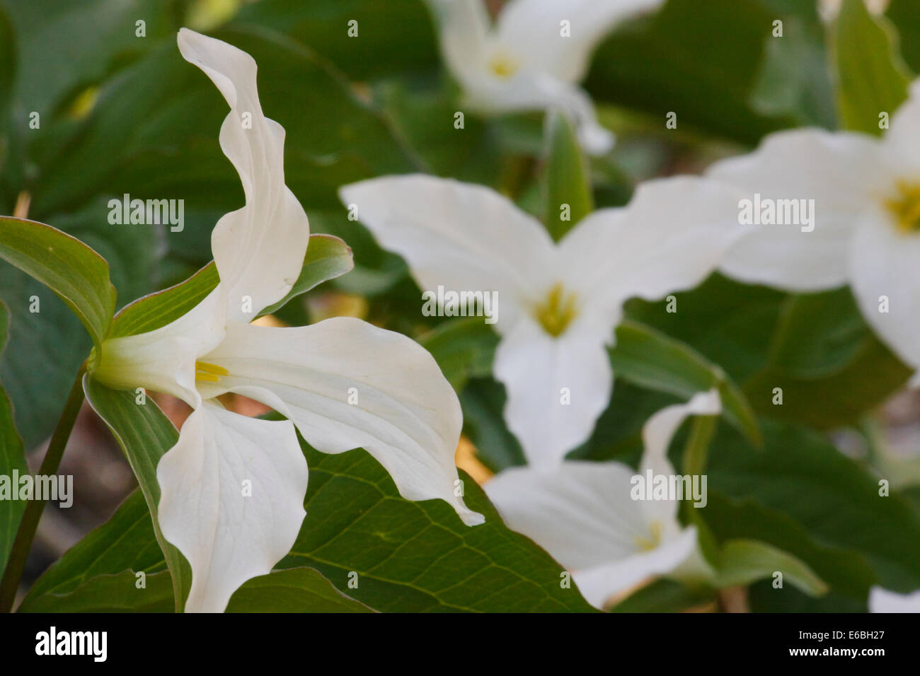 Large Flowered Trillium, Little River Trail, , Great Smoky Mountains ...