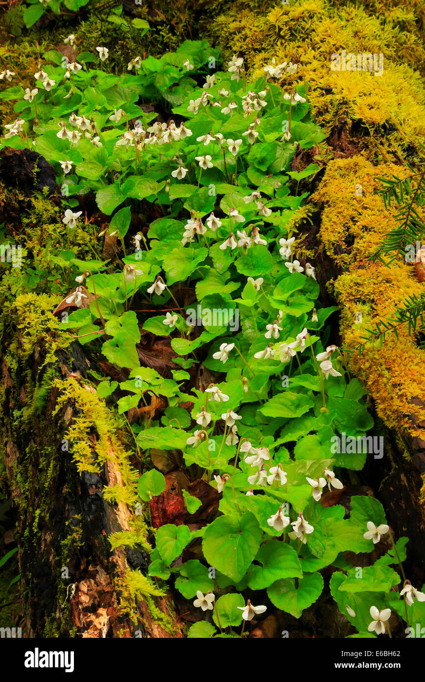 Sweet White Violet in Log, Little River Trail, , Great Smoky Mountains National Park, Tennessee, USA Stock Photo