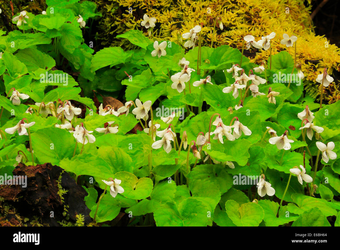 Sweet White Violet in Log, Little River Trail, , Great Smoky Mountains National Park, Tennessee, USA Stock Photo