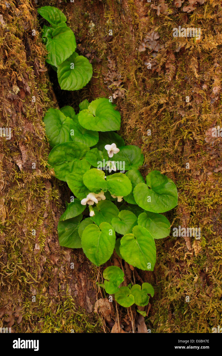 Sweet White Violet in Tree Trunk, Porters Creek Trail, Greenbrier Area, Great Smoky Mountains National Park, Tennessee, USA Stock Photo