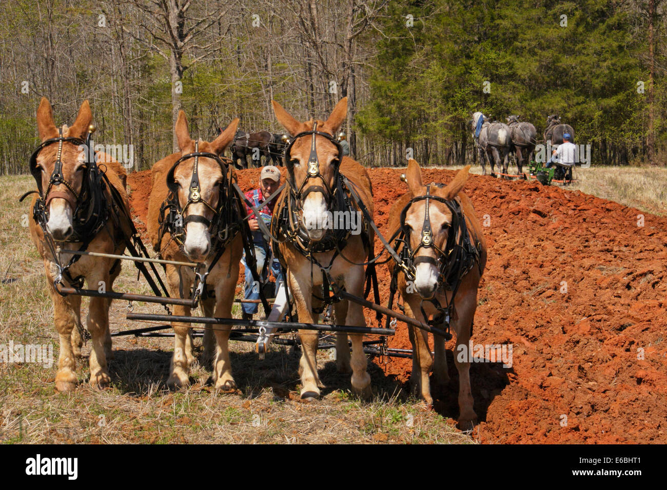 Team of Mules Plowing, Bud Whitten Plow Day, VDHMA, Dillwyn, Virginia