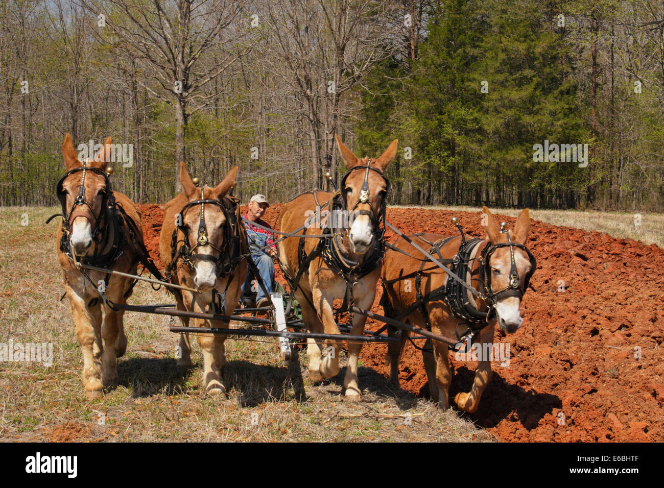 Team of Mules Plowing, Bud Whitten Plow Day, VDHMA, Dillwyn, Virginia