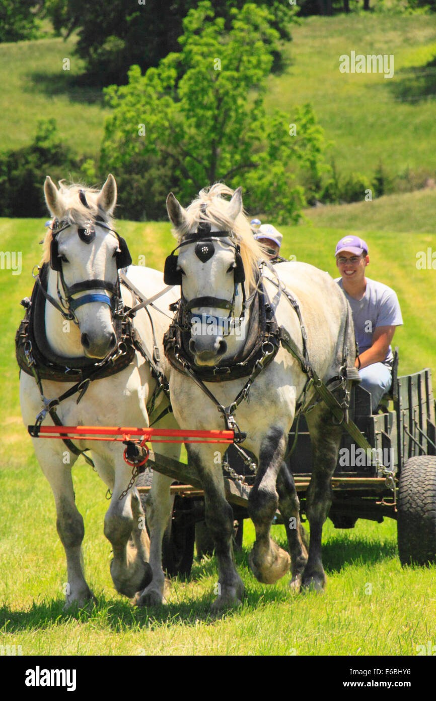Team percheron pulling wagon virginia hires stock photography and