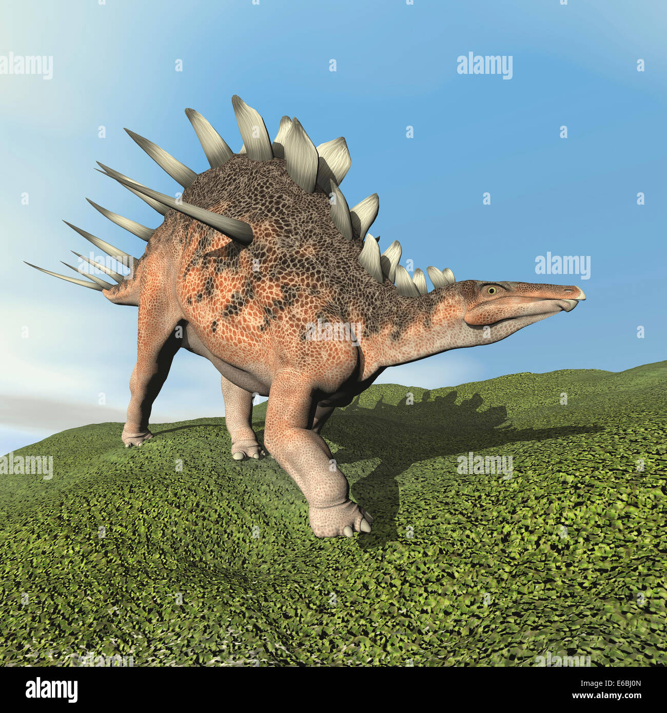 Kentrosaurus dinosaur walking on the grass. Stock Photo