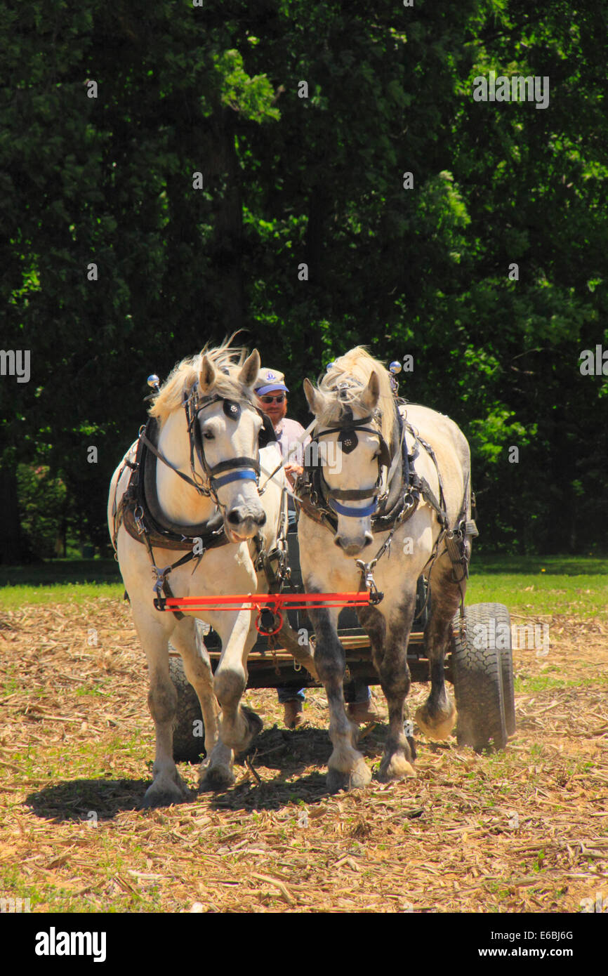 Team of Percheron Horses Pulling a Wagon, Virginia Percheron